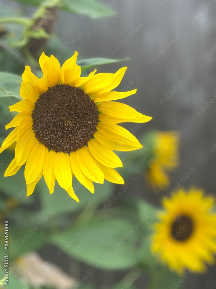 Obraz premium sunflower in the field