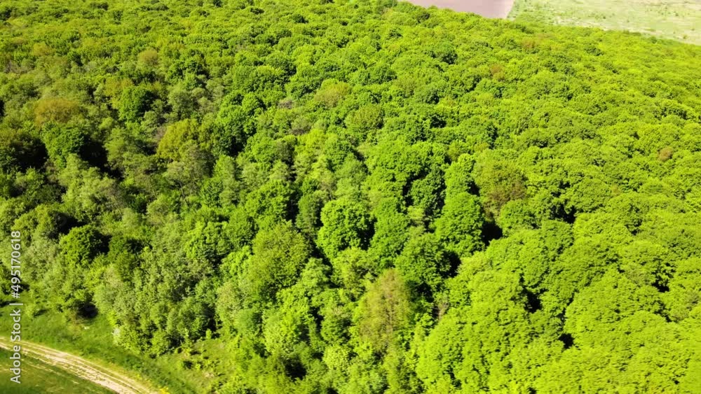 Top down flat aerial view of dark lush forest with green trees canopies in summer Top down flat aerial view of dark lush forest with green trees canopies in summer