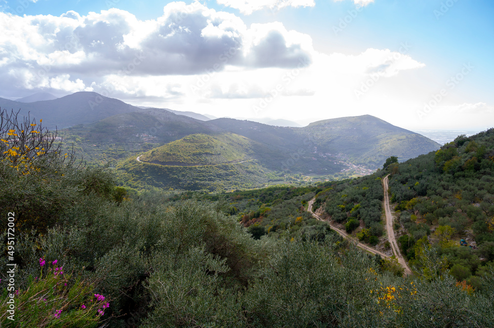 Olive trees grove on hills near Lenola, harvesting of ripe green organic olives on farm plantation in autumn, Italy