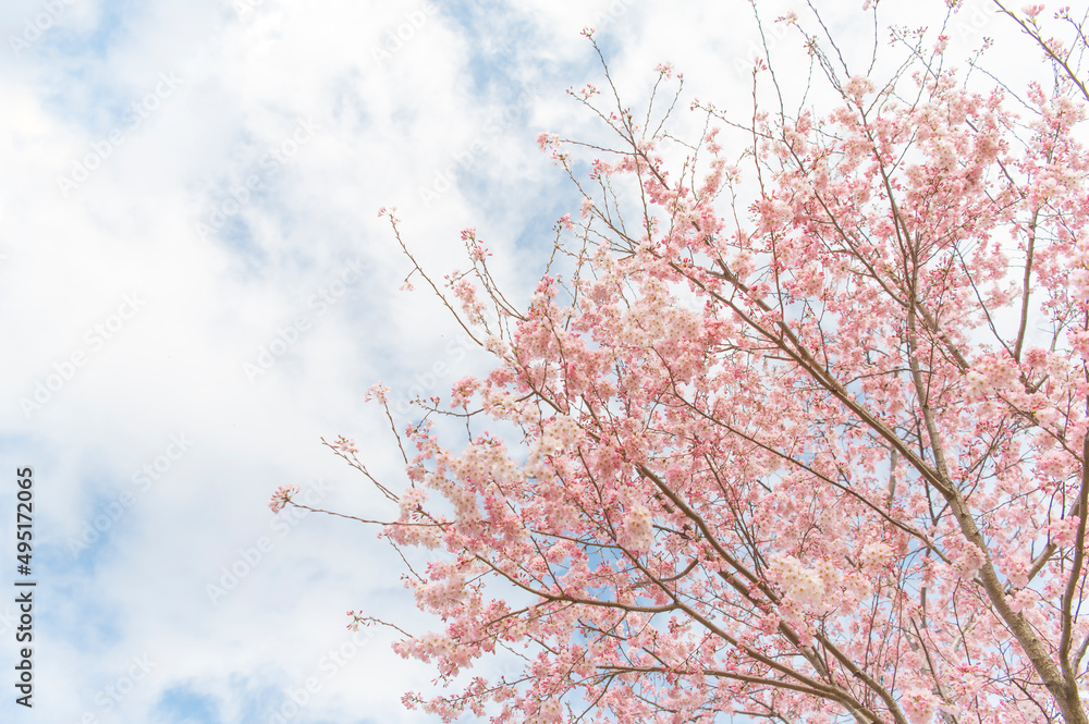 桜と曇り空