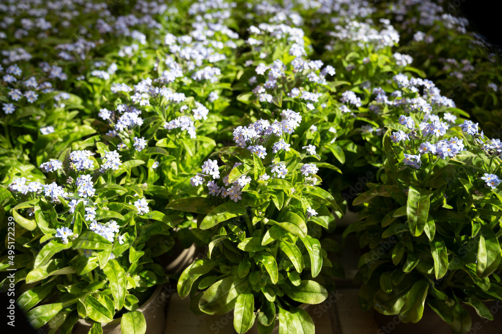 Light blue blossom of forget-me-not spring garden flowers Light blue blossom of forget-me-not spring garden flowers
