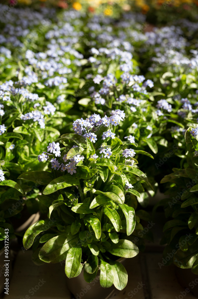 Light blue blossom of forget-me-not spring garden flowers Light blue blossom of forget-me-not spring garden flowers