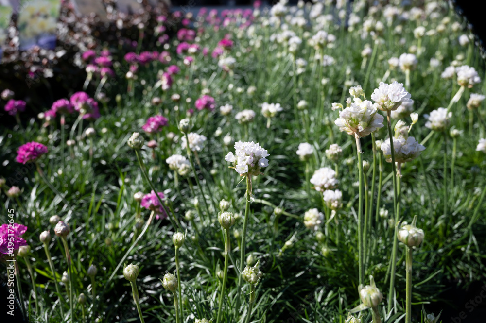 Perennial spring white flowers for the garden for sale in garden shop Perennial spring white flowers for the garden for sale in garden shop
