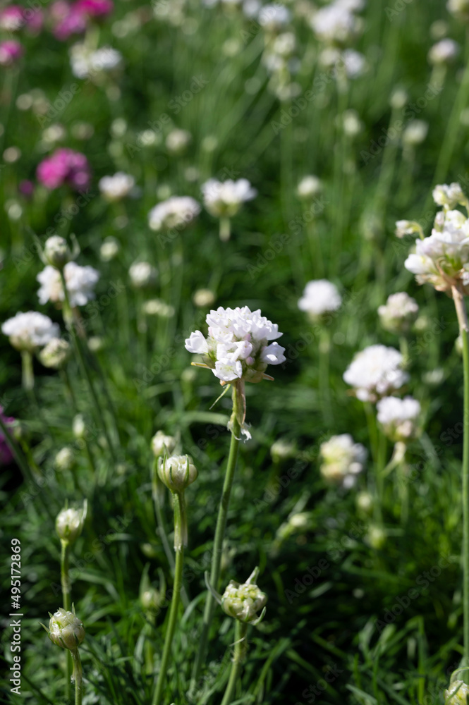 Perennial spring white flowers for the garden for sale in garden shop Perennial spring white flowers for the garden for sale in garden shop
