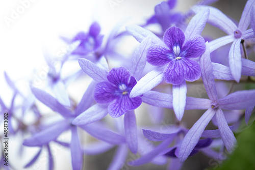 purple flowers blooming in spring