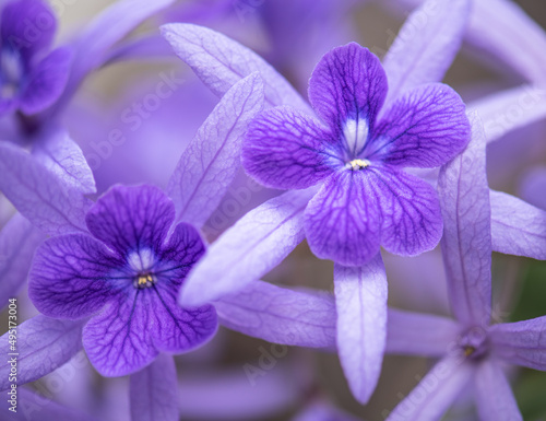 purple flowers blooming in spring