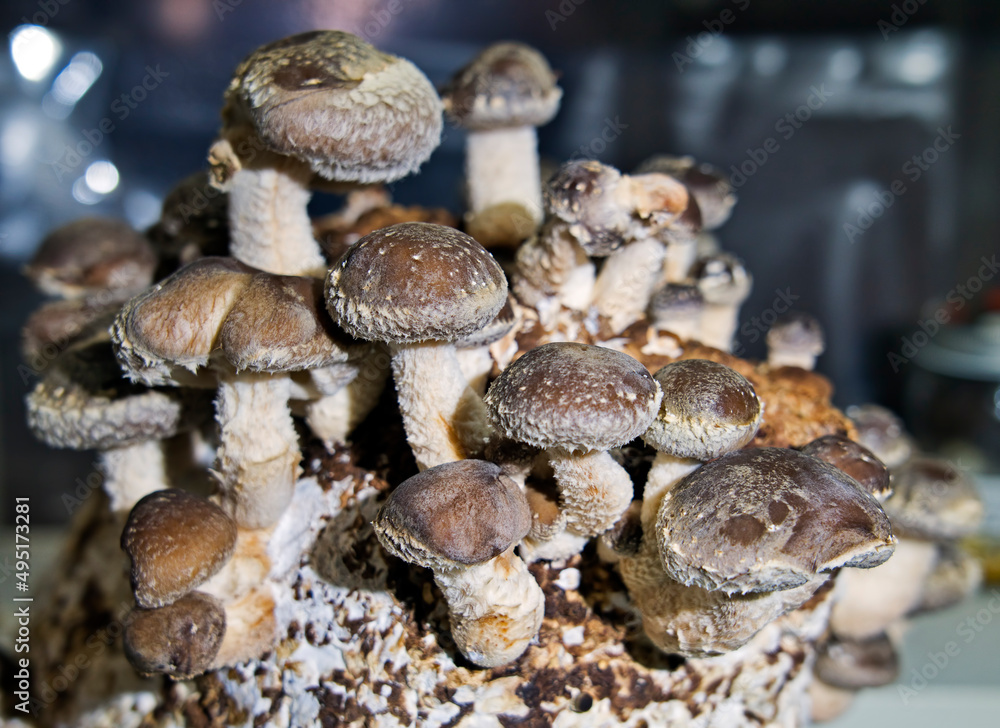 Group of Shiitake mushrooms growing in an indoor fruiting chamber Group of Shiitake mushrooms growing in an indoor fruiting chamber