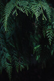 Green Cedar Leaves
Cedar leaves framing a dark background