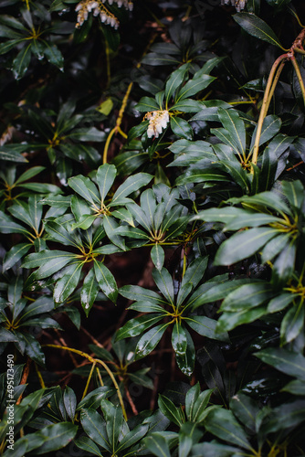 Wet Japanese Pieris Leaves cluster of wet dark green Japanese Pieris Leaves