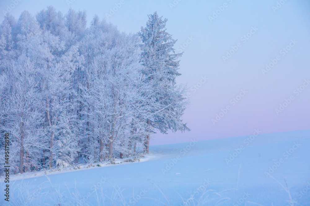 snow covered trees snow covered trees