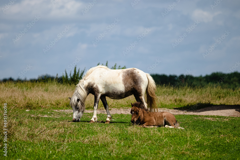 horses in the field