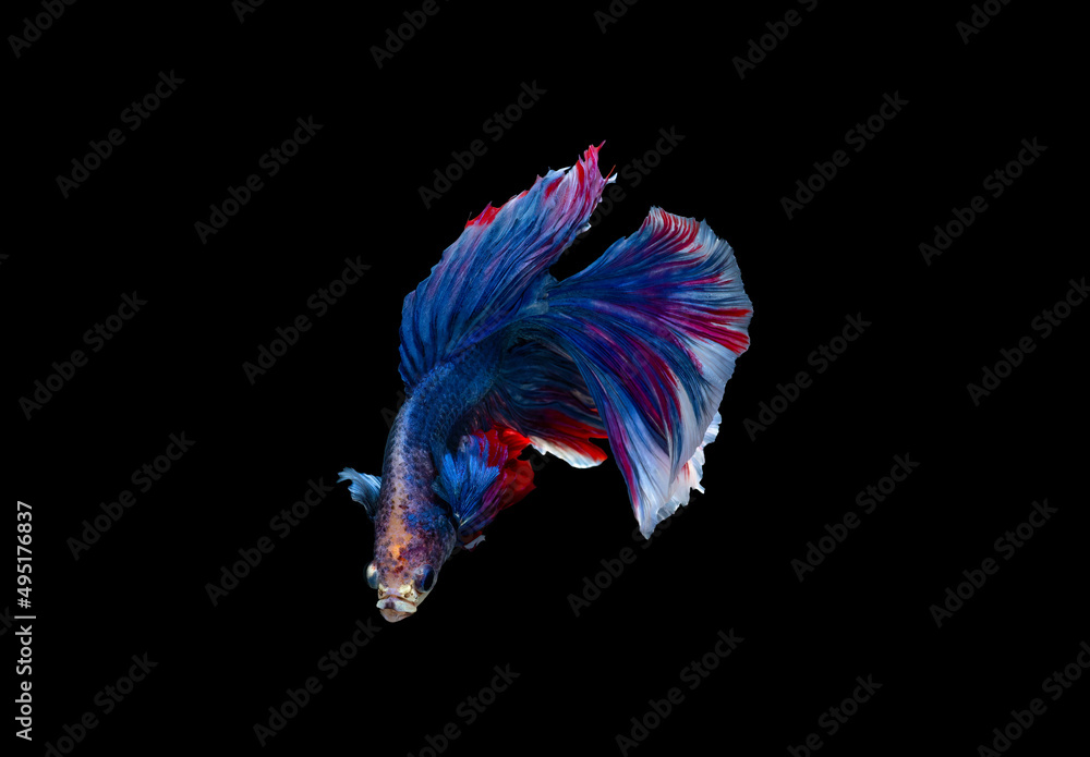 Betta fish with beautiful colors