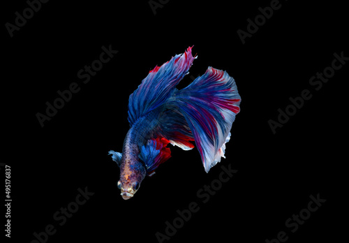 Betta fish with beautiful colors