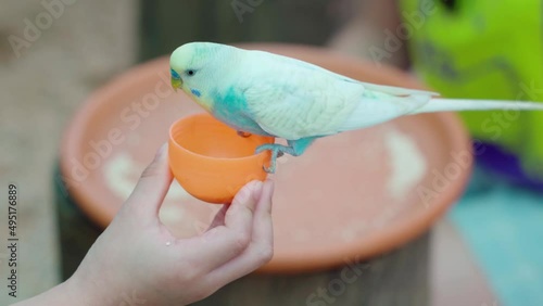 A white parrot is being fed by a boy's hand 