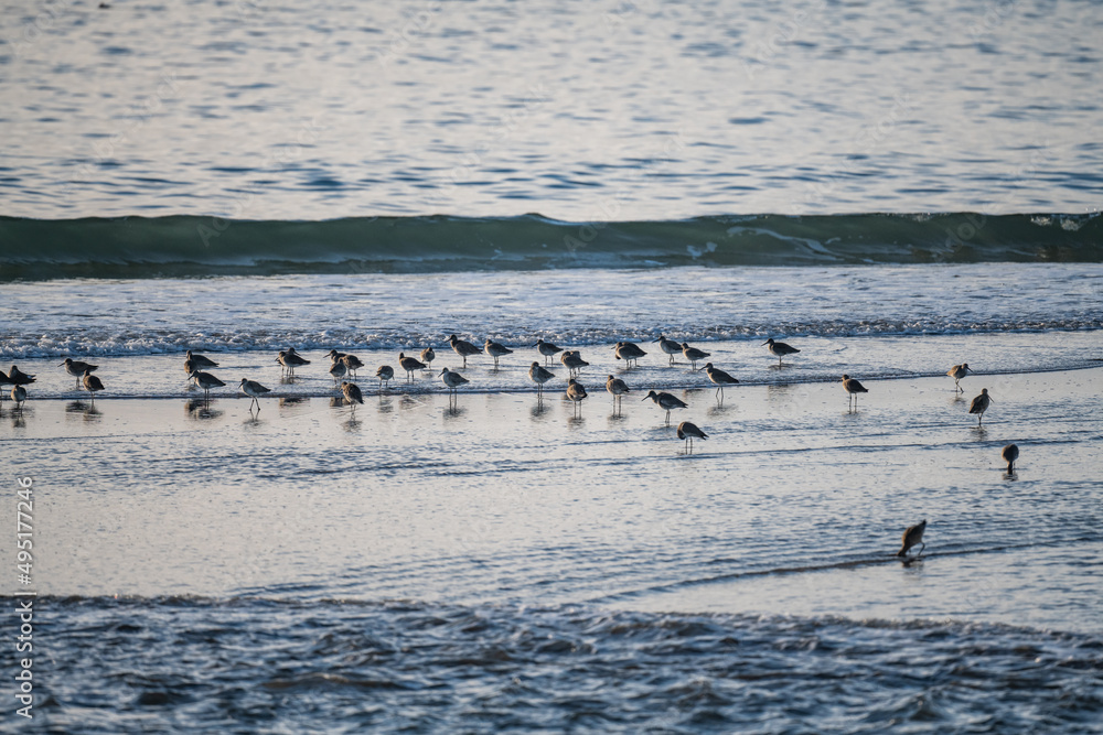 Sand Pipers in Moss Landing, CA Sand Pipers in Moss Landing, CA