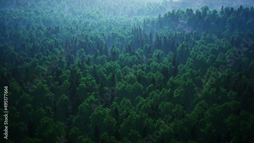 foggy forest aerial view 3d rendering