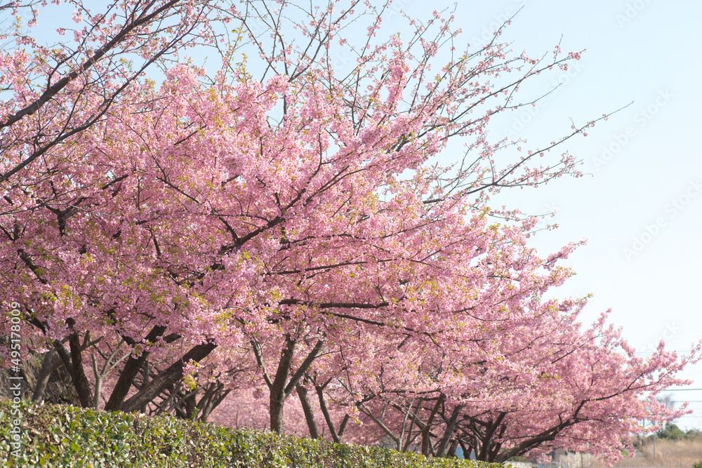 Fototapeta premium 河津桜（大塚山公園）