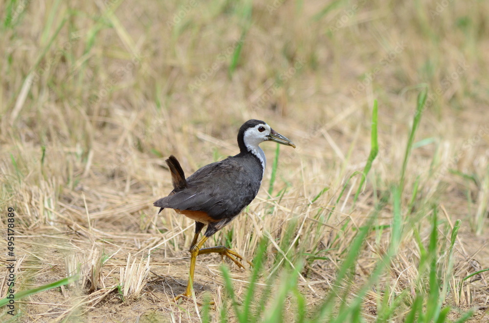 Fototapeta premium 疾走するシロハラクイナ White-breasted waterhen running