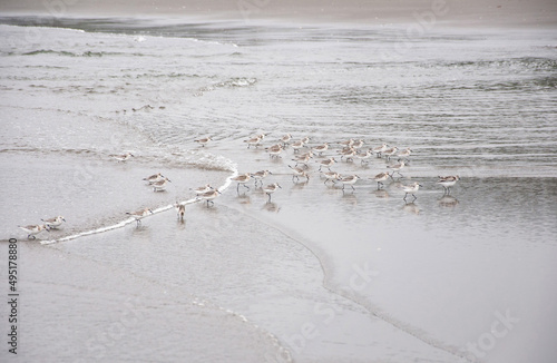 Sandpipers on the Beach