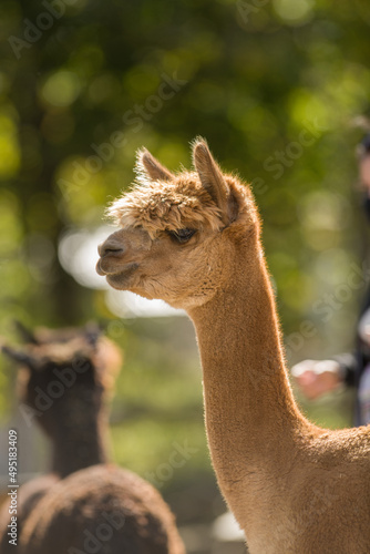 alpaca portrait animal head shot long neck curly hair backlit farm animal domesticated on small hobby farm in rural Ontario Canada vertical format room for type content logo or masthead funny animal   © Shawn Hamilton CLiX 