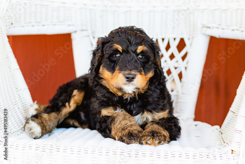 bernedoodle puppy