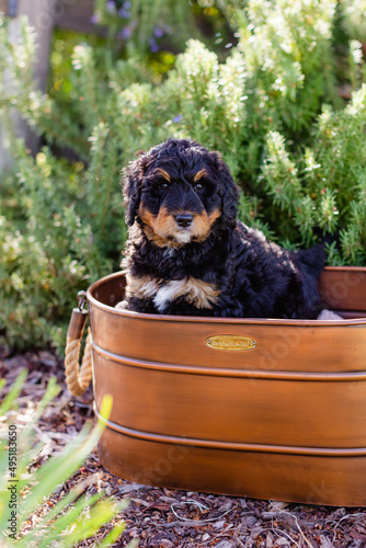 bernedoodle boy