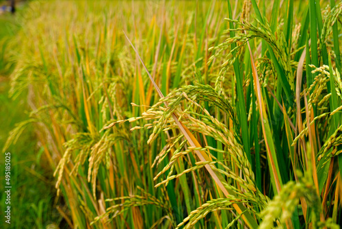 Close up photo of Oryza Sativa  Paddy  in the rice field in Surabaya.