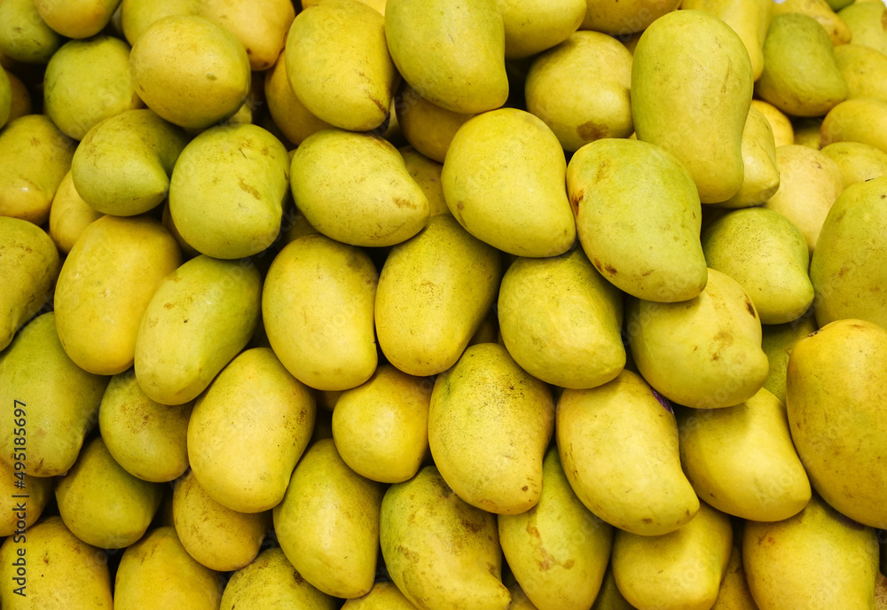 fresh mango in pile in the harvest season fresh mango in pile in the harvest season