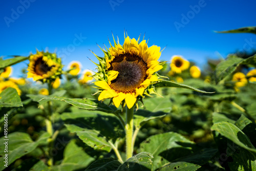 Fototapeta Naklejka Na Ścianę i Meble -  opening sunflower