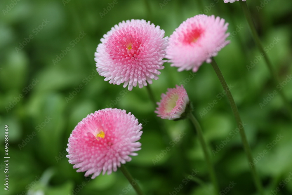 夏の草花 夏の草花