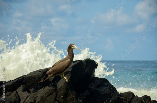 A Brown booby stands on the rocks while a wave breaks at Sancho Bay Beach  Fernando de Noronha archipelago  Brazil