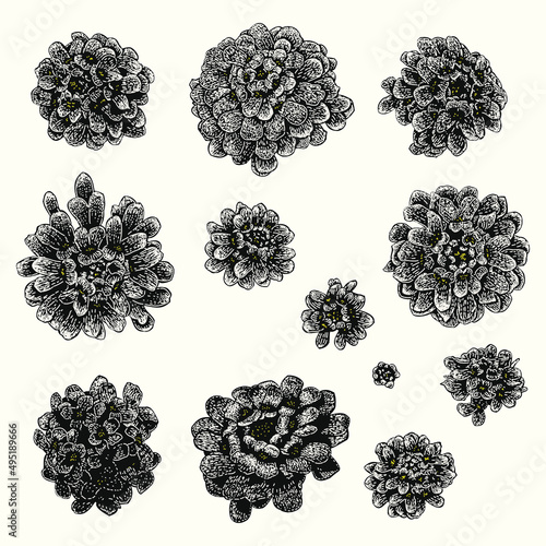 colored iberis flower set illustration. object isolated on background. easy editable.