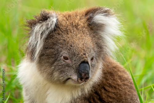 Canvas Print Victorian Koala Phascolarctos cinereus ssp. victor