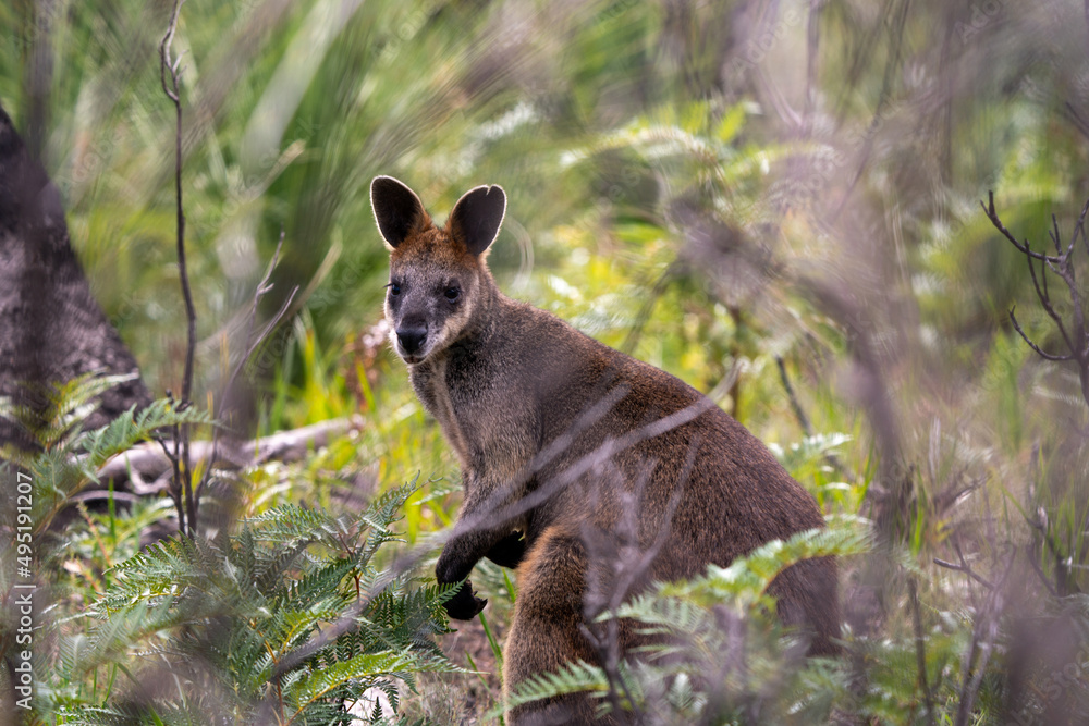 Obraz premium Swamp Wallaby Wallabia bicolor