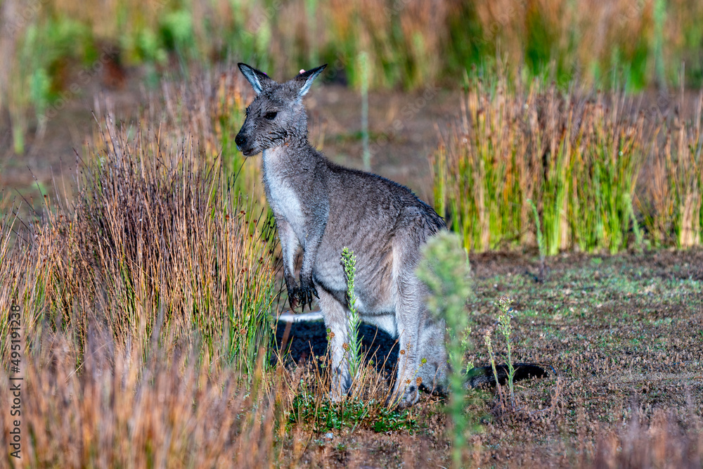Fototapeta premium Eastern Grey Kangaroo Macropus giganteus