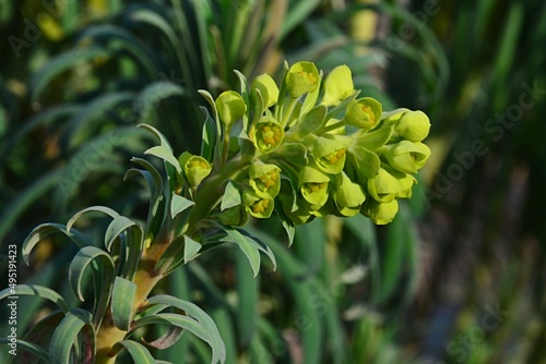 Flowering branch tip decorative Spurge plant, latin name Euphorbia, possibly Euphorbia Grandis or Wulfenii, in spring daylight sunshine. photo