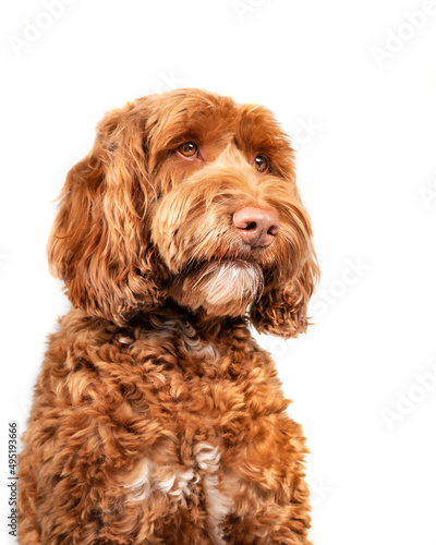 Isolated fluffy dog looking to the right. Three quarter view of medium to large dog. Serious, sad or longing dog expression. Brown or apricote female labradoodle dog. Selective focus on nose. photo