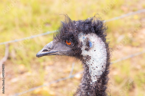 Photograph of the head and neck of an Australian Emu in Australia.