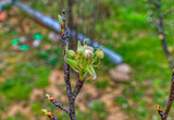 Fresh buds of apple tree just started to grow during spring day. Apple tree fresh buds during spring time at orchard.