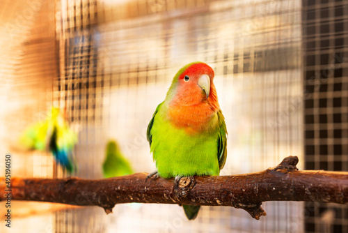 A green-haired parrot sits in a cage and looks into the camera. Agapornis roseicollis Viellot, Psittacidae