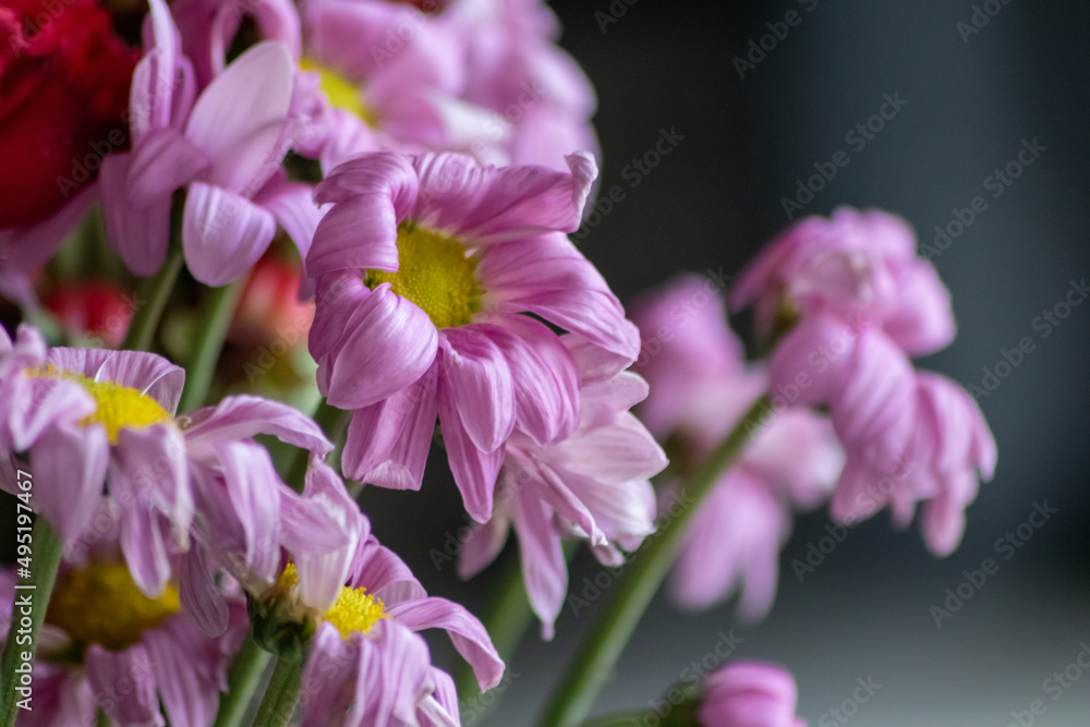 Withering flowers in red violet and lavender tones show fragility of life and momentariness of human being with dying flowers with hanging petals in macro close-up view in rotten flower vase Withering flowers in red violet and lavender tones show fragility of life and momentariness of human being with dying flowers with hanging petals in macro close-up view in rotten flower vase