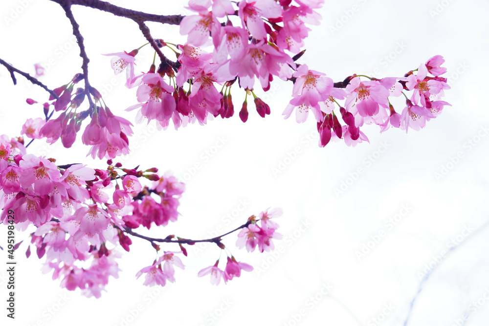 桜　枝にフォーカス　背景は曇り空