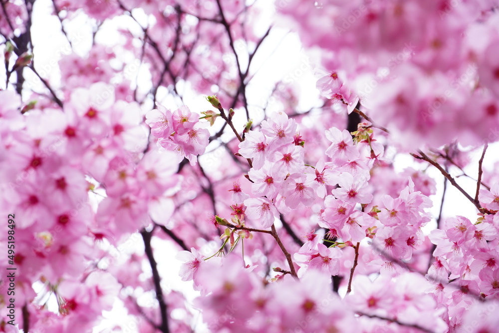 桜　画面埋め尽くす花びら　中央にフォーカス