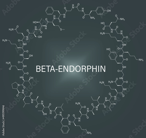 Beta-endorphin endogenous opioid peptide molecule. Skeletal formula.	 photo