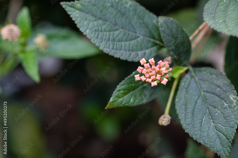 An unknown flower blooming in the garden An unknown flower blooming in the garden
