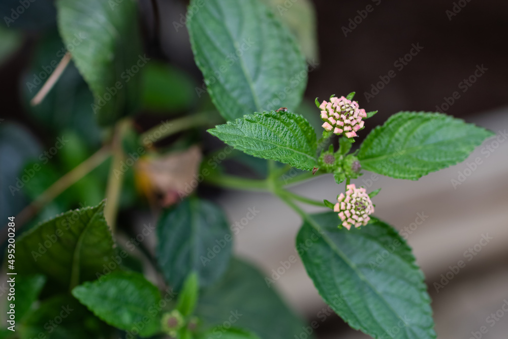 An unknown flower blooming in the garden An unknown flower blooming in the garden