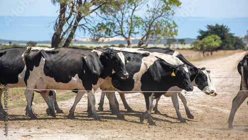 Holstein dairy cows being herded on a farm in the south east South Australia on February 19th 2022