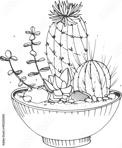 Cactus Composition in Flower Pot Line Art Monochrome Illustration 