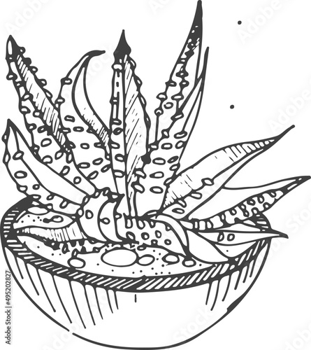 Succulent in Pot Line Art Monochrome Illustration