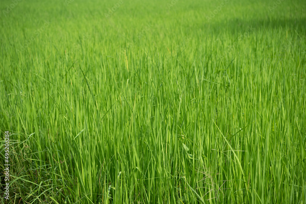 Nature of rice field on rice paddy